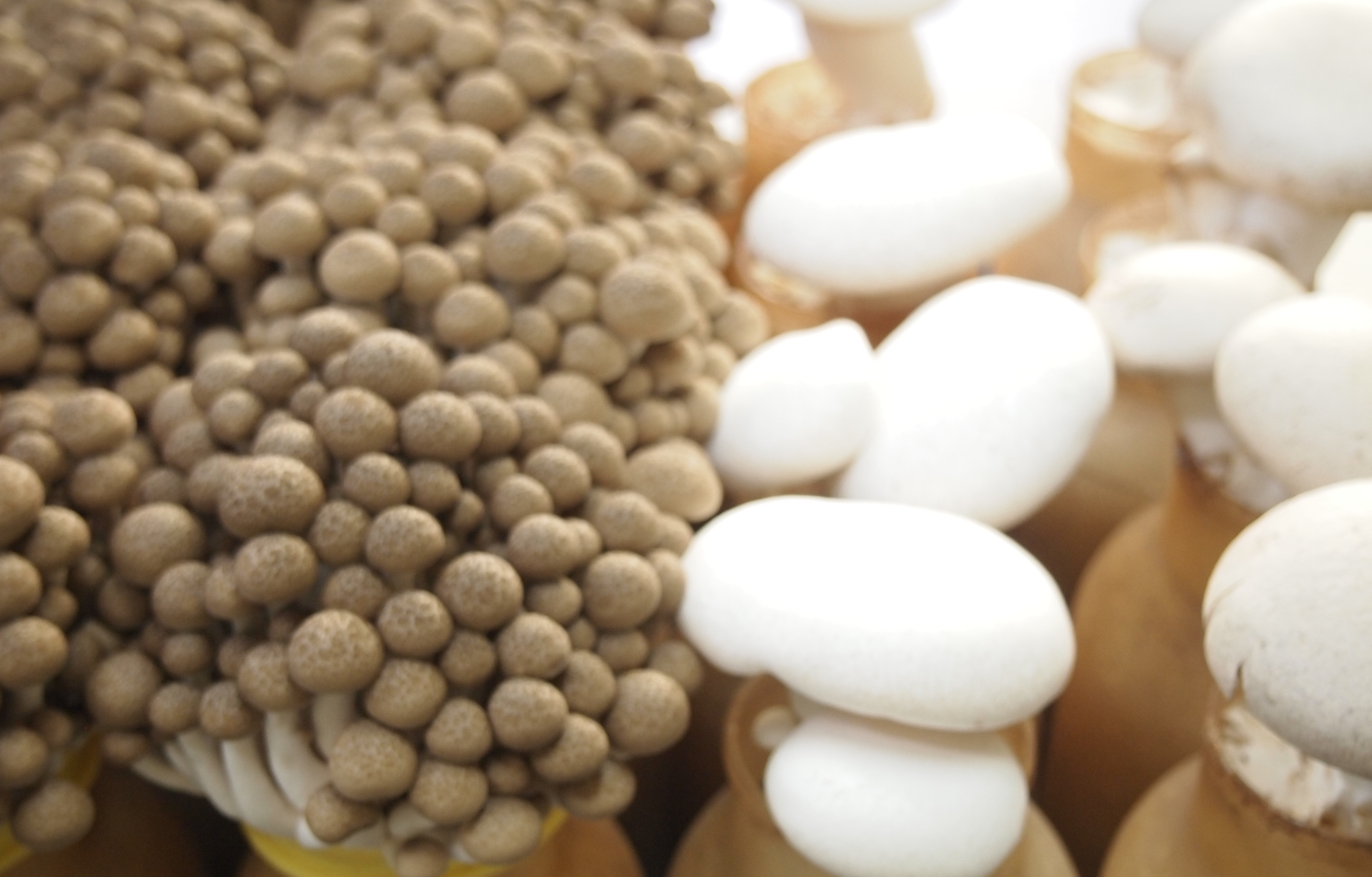 きのこの里年間生産量