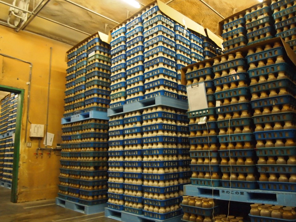 きのこ栽培　培養35日間