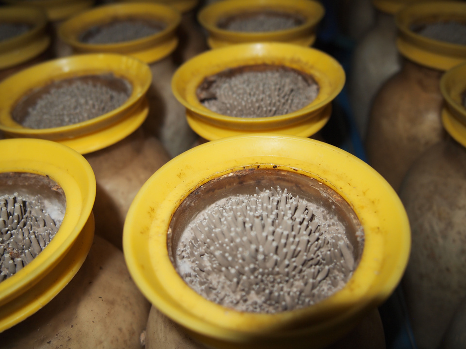 きのこ栽培　発芽