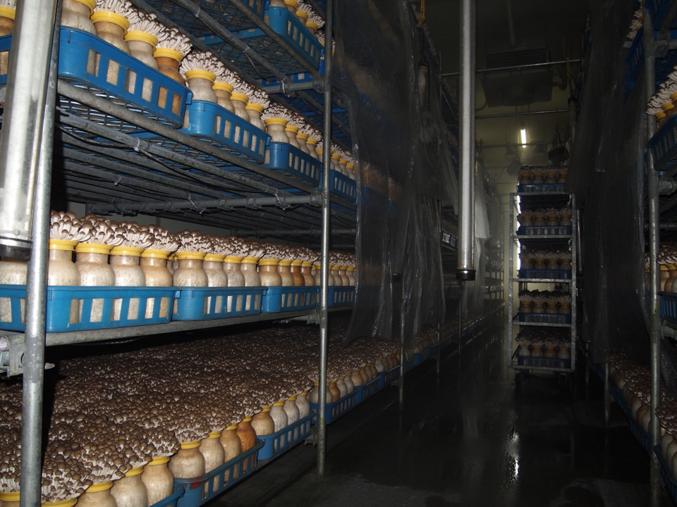 きのこ栽培　生育