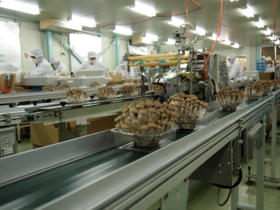 きのこ栽培　収穫・包装